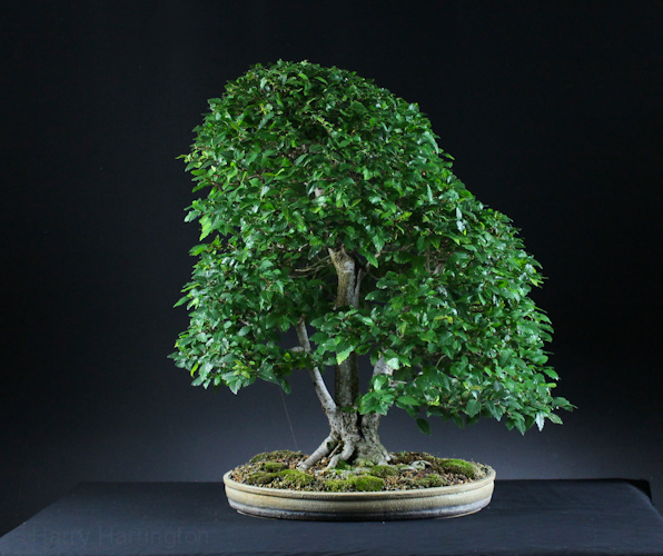 Siberian Elm bonsai